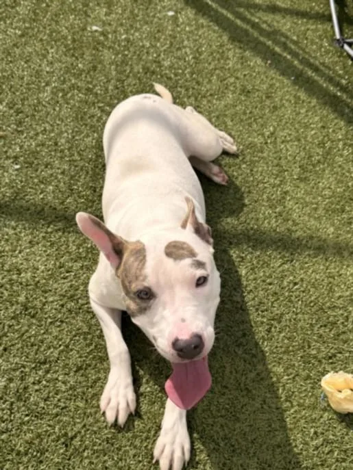 A young medium-sized female Pit Bull Terrier dog named Alley Cat for adoption in Toledo, OH