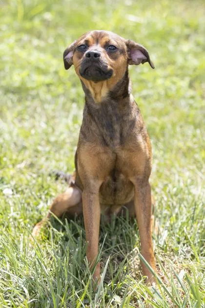 An adult small-sized male Brown / Chocolate Rat Terrier dog named Mikey for adoption in Bedford, IN