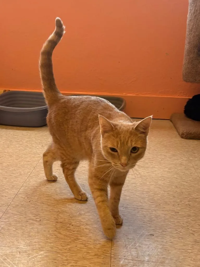 An adult medium-sized male Domestic Short Hair cat named Curtis for adoption in Heber City, UT