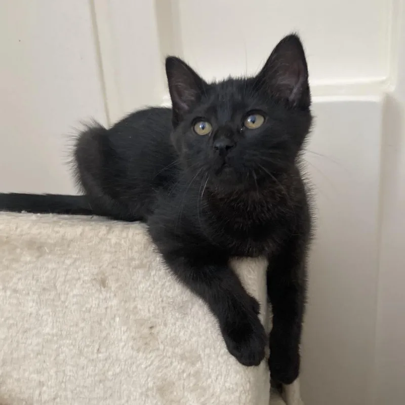 A baby small-sized female Black Domestic Short Hair cat named Anais for adoption in Bismarck, ND