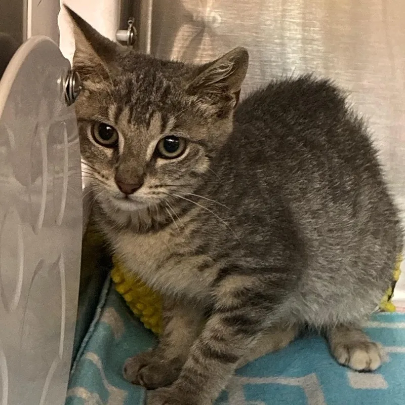 A baby small-sized female Gray / Blue / Silver Domestic Short Hair cat named Cuddlebug for adoption in Newark, NJ