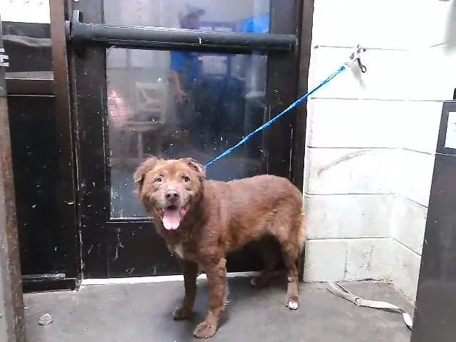 A senior large-sized male Labrador Retriever dog named Quincy for adoption in Tulsa, OK