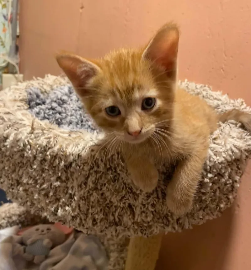 A baby medium-sized male Orange / Red Tabby cat named Chou Chou for adoption in Kenosha , WI