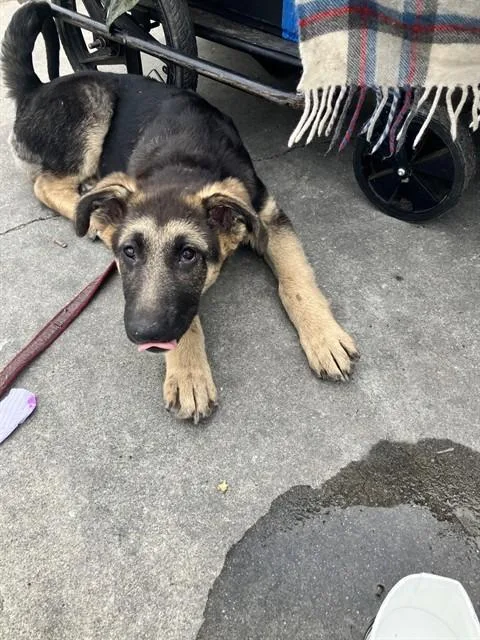 A young small-sized female German Shepherd Dog dog named Hillioas for adoption in Stockton, CA