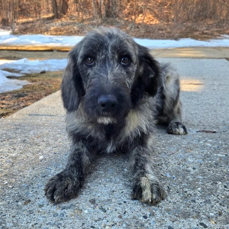 Ct Stella thumbnail 2