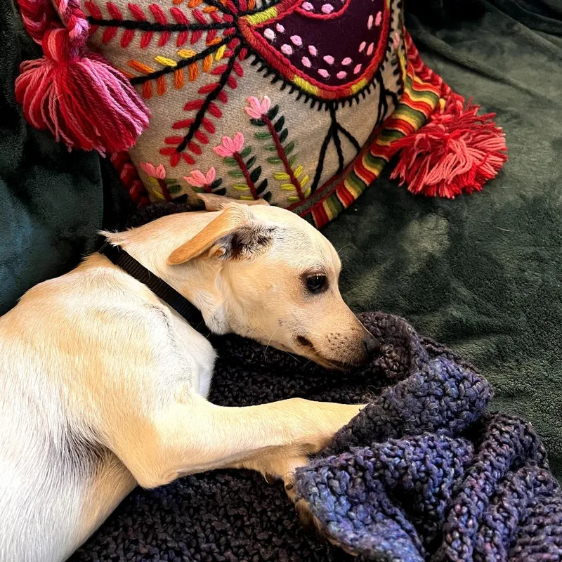 Ralph Lauren  Chino thumbnail 2