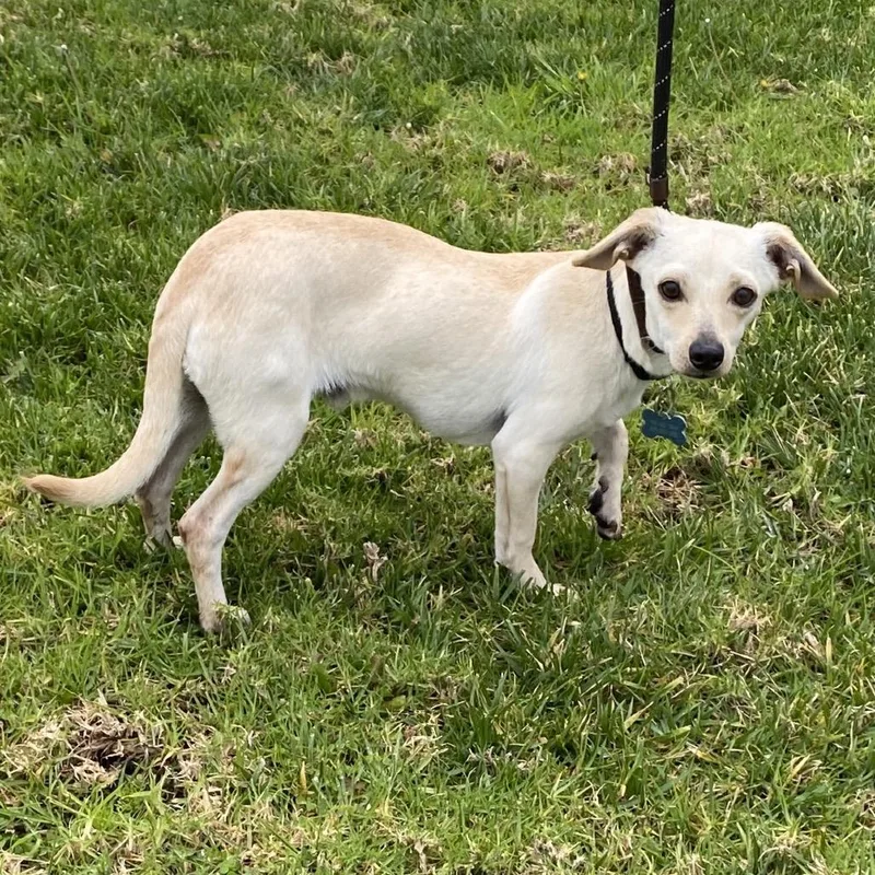 Ralph Lauren  Chino thumbnail 3