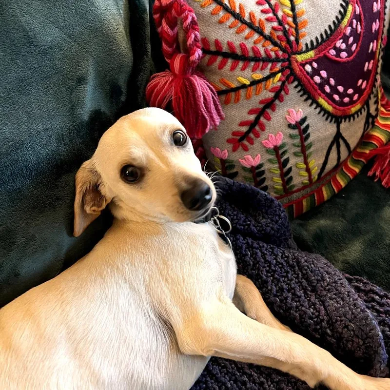 Ralph Lauren  Chino thumbnail 4