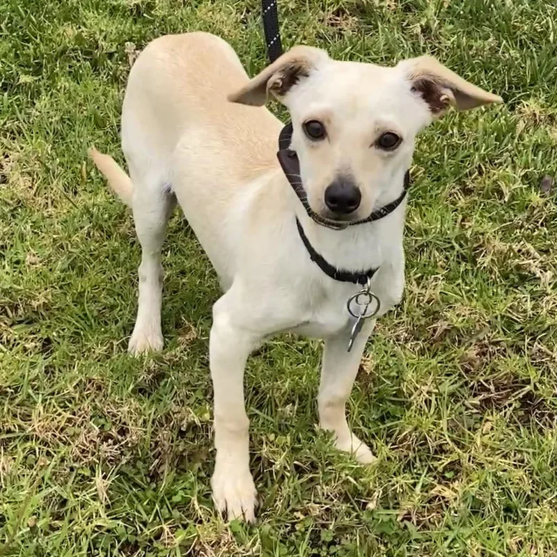 A young small-sized male Yellow / Tan / Blond / Fawn Chihuahua dog named Ralph Lauren  Chino for adoption in Chino Hills, CA