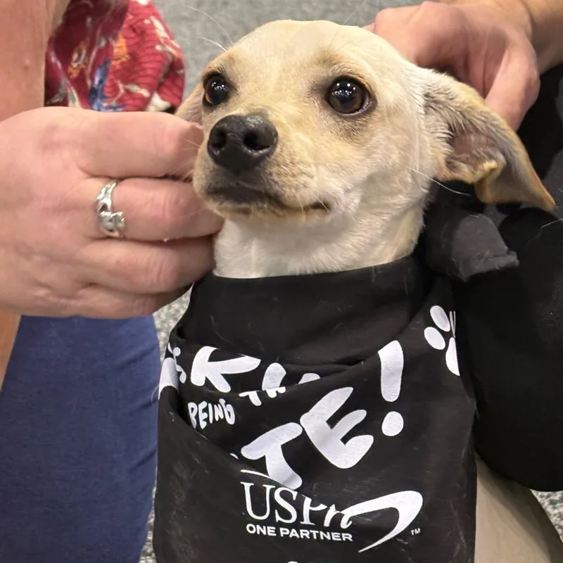 Ralph Lauren  Chino thumbnail 6