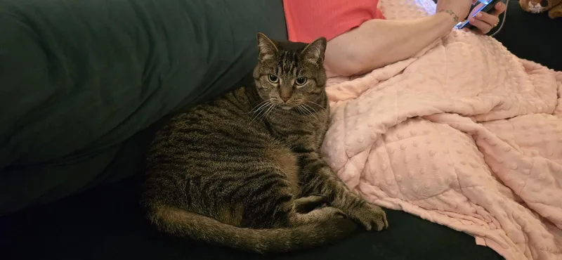 An adult medium-sized male Domestic Short Hair cat named Martin Gore and Dave for adoption in Herndon, VA