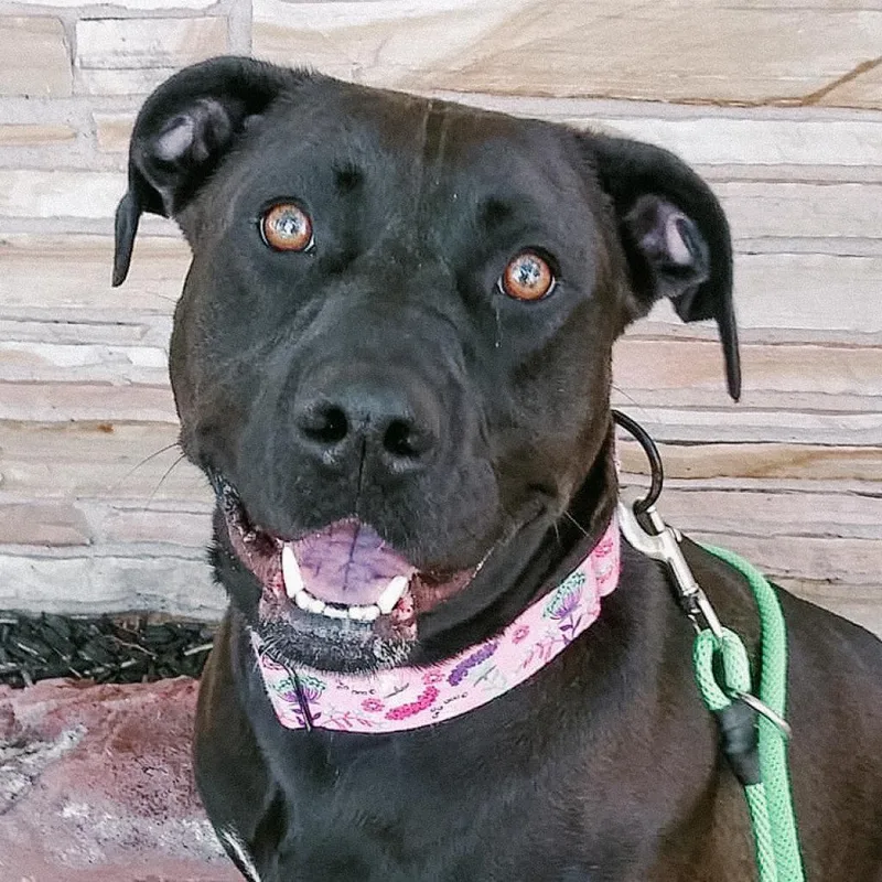A senior medium-sized female Black Pit Bull Terrier dog named Allie for adoption in Wichita, KS