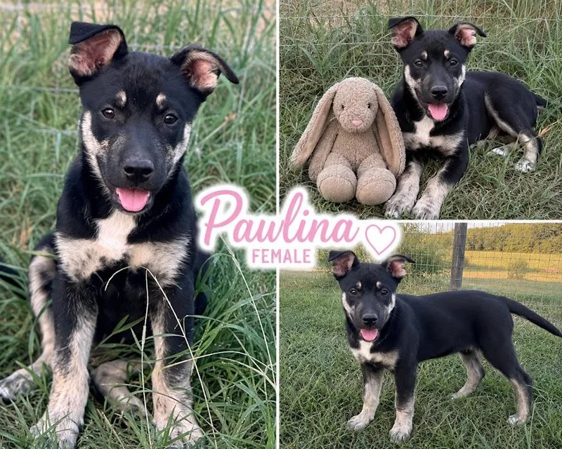 A baby medium-sized female Australian Shepherd dog named Pawlina for adoption in Zimmerman, MN