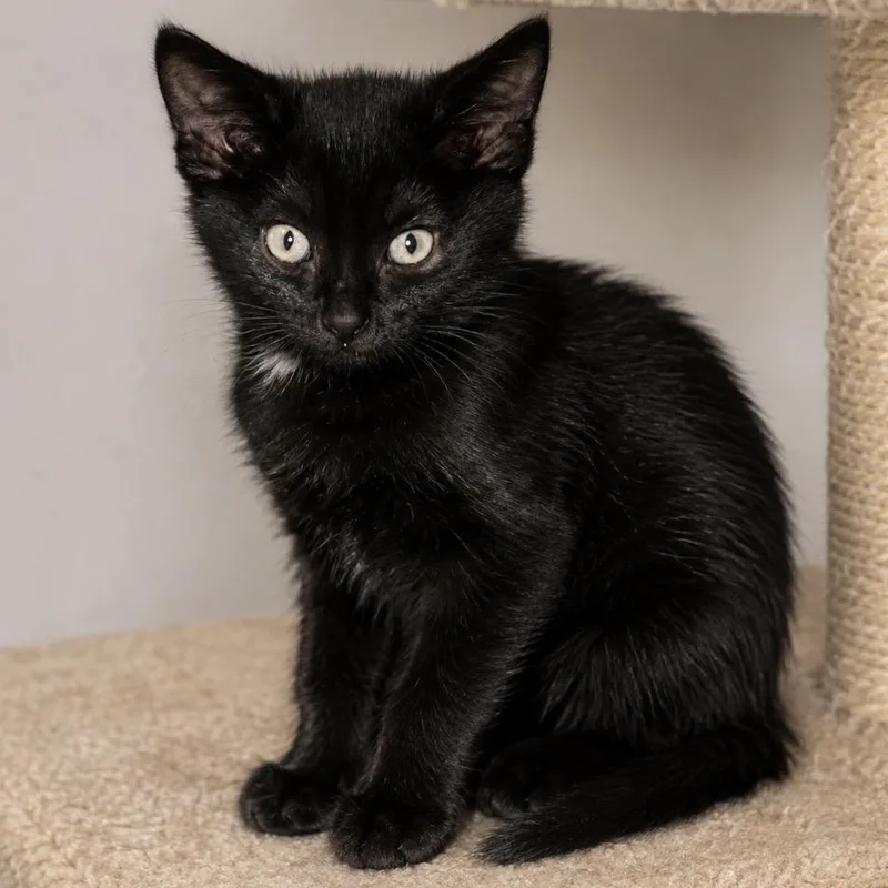 A baby small-sized male Black Domestic Short Hair cat named Amarelli for adoption in Mocksville, NC