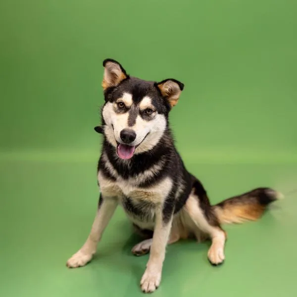 A young large-sized male Siberian Husky dog named Pen  Biscuit for adoption in Lawrenceville, GA