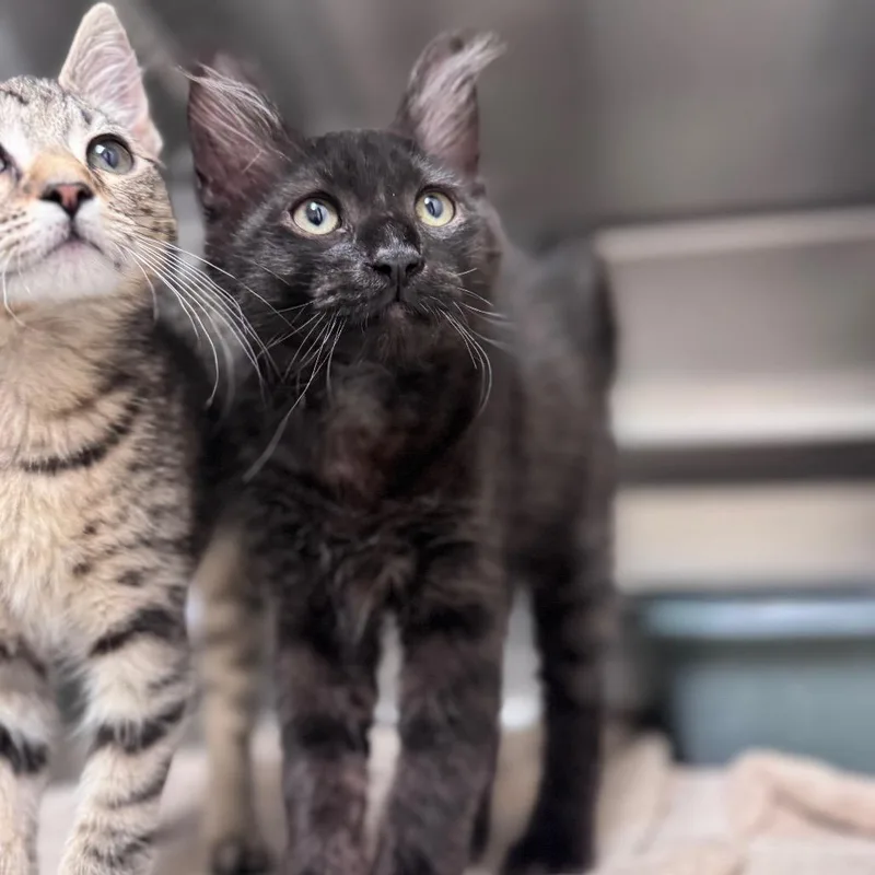 A baby medium-sized male Black Domestic Medium Hair cat named Eclair for adoption in Middleburg, FL