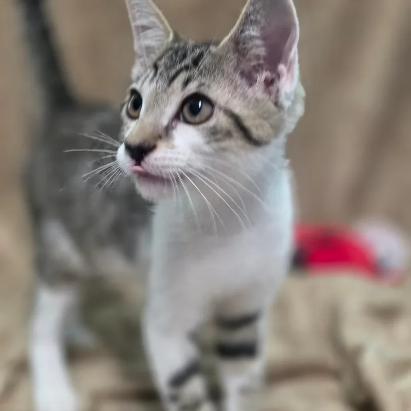 A baby medium-sized male Tabby (Buff / Tan / Fawn) Domestic Short Hair cat named Tigger for adoption in Wiggins, MS