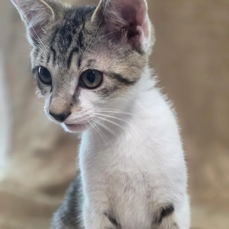 Tigger thumbnail 2