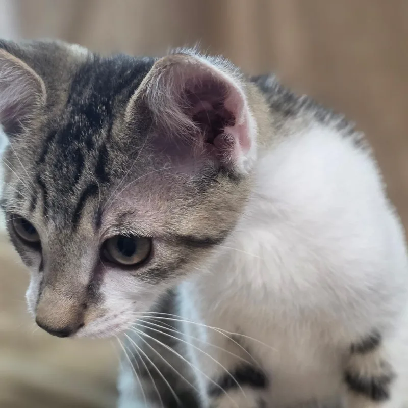 Tigger thumbnail 3