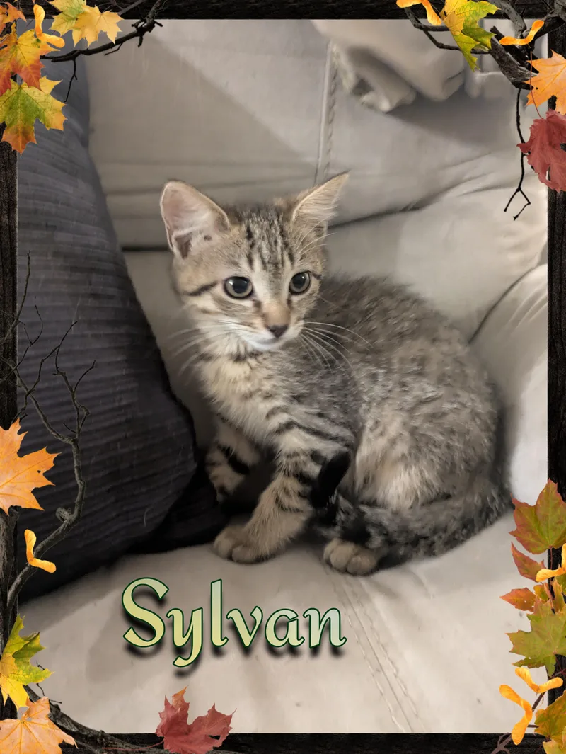 A baby medium-sized male Tabby (Brown / Chocolate) Domestic Short Hair cat named Sylvan for adoption in Great Mills, MD