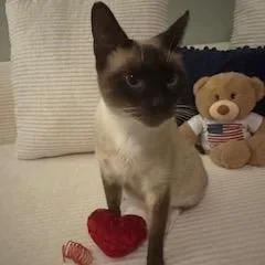 A young small-sized female Siamese cat named Lola for adoption in Agoura Hills, CA