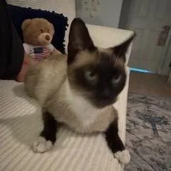 Lola thumbnail 3