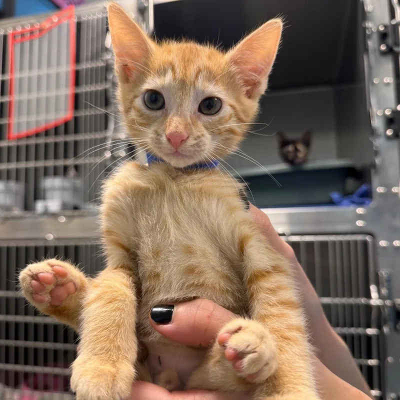 A baby small-sized male Orange / Red Domestic Short Hair cat named Mars for adoption in Englewood, FL