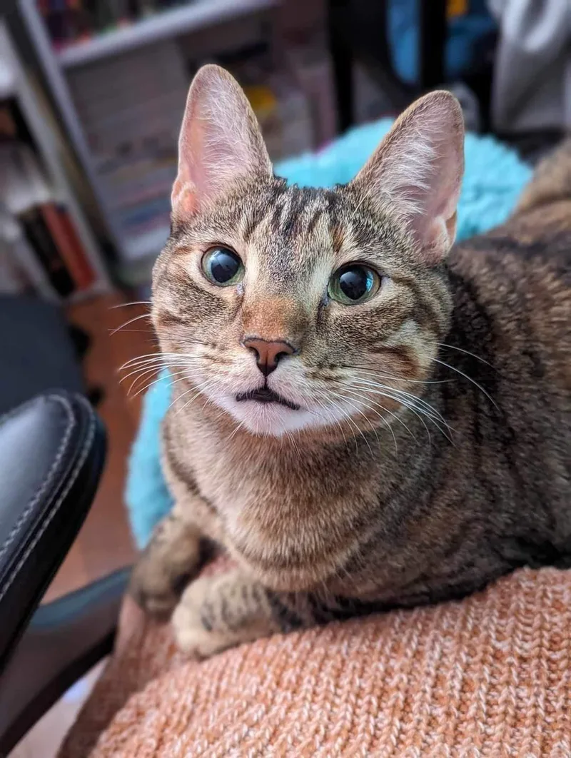 A young small-sized female Tabby cat named Lolly for adoption in Locust Grove, GA