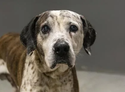 An adult large-sized male Mixed Breed dog named Troy FKA for adoption in West Chester, PA