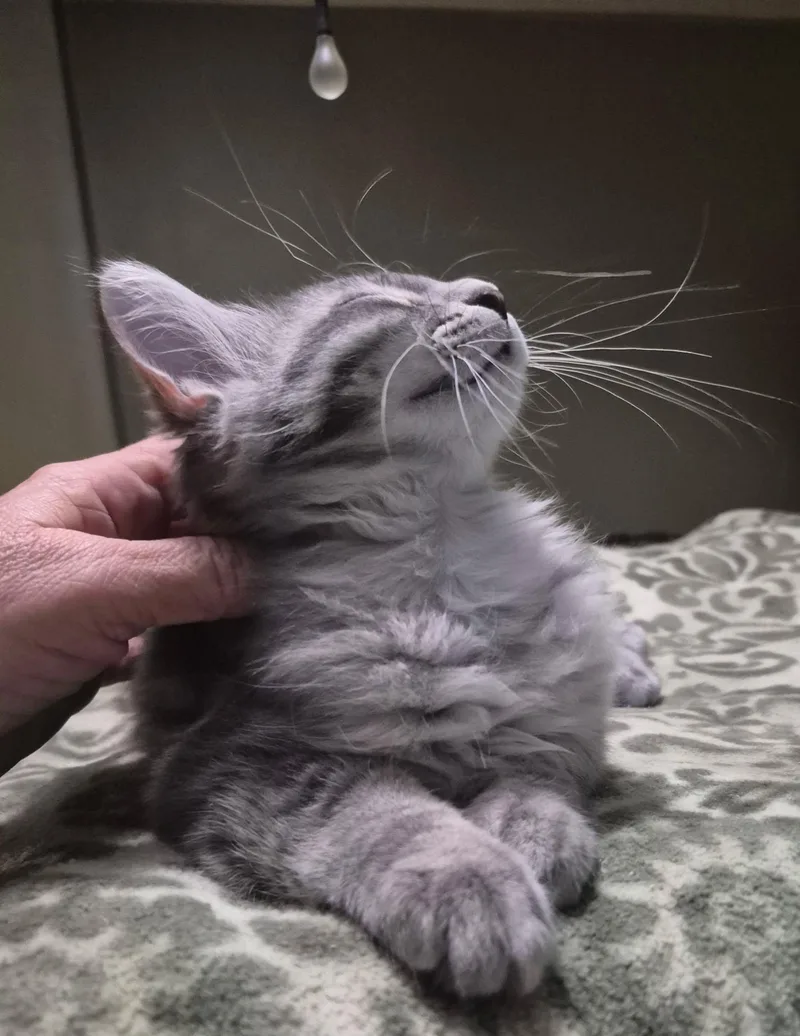 A baby medium-sized female Gray & White Domestic Long Hair cat named Taffy for adoption in Blaine, MN