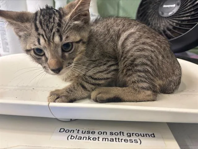 A baby small-sized male Domestic Short Hair cat named Chevy for adoption in Grand Prairie, TX