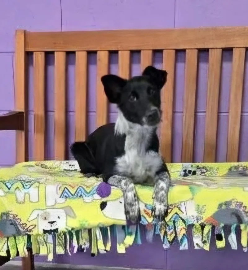 A baby medium-sized male Corgi dog named Marvin for adoption in North Prairie, WI