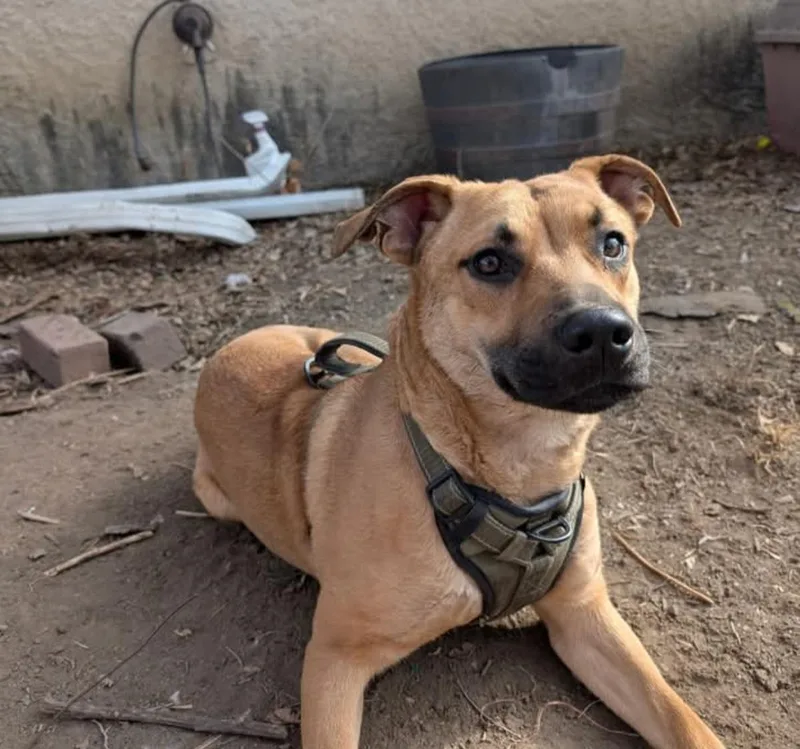 A young medium-sized male Apricot / Beige Shepherd dog named Ren for adoption in Grand Island, NE