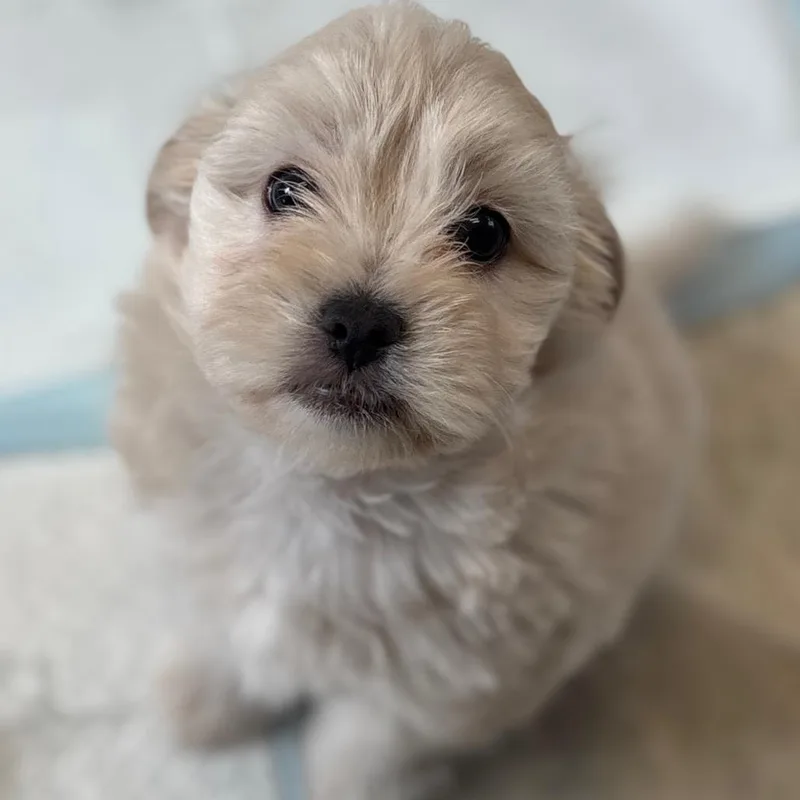 Fluff