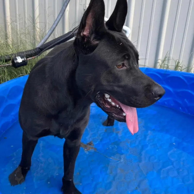 A young extra large-sized male Black Shepherd dog named Miles for adoption in Hackett, AR
