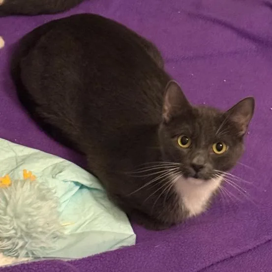 An adult medium-sized female Domestic Short Hair cat named Joan for adoption in Flower Mound, TX