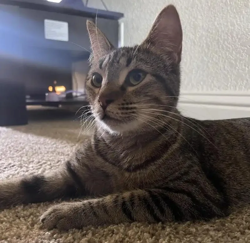 A baby medium-sized female Tabby (Brown / Chocolate) Tabby cat named Hershey G for adoption in Fresno, CA