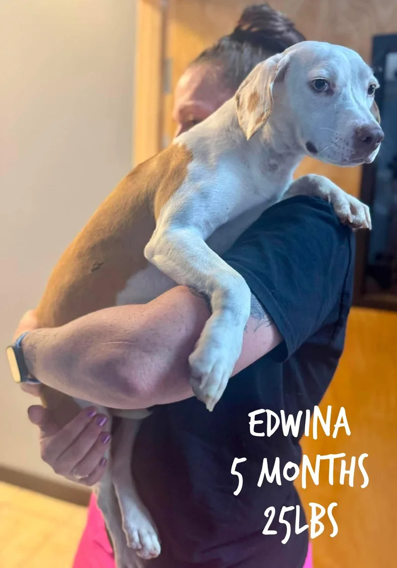 A young medium-sized female Mixed Breed dog named Edwina for adoption in Holbrook, NY