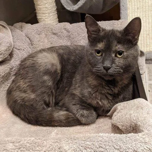 An adult medium-sized female Dilute Tortoiseshell Domestic Short Hair cat named Hearts for adoption in Tipp City, OH