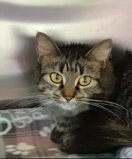 An adult small-sized female Domestic Long Hair cat named Espresso for adoption in Scotia, NY