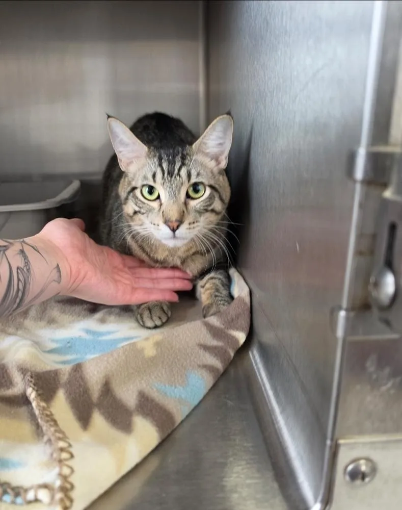 A young small-sized female Tabby (Brown / Chocolate) Domestic Short Hair cat named AllieQ for adoption in Metamora, IL