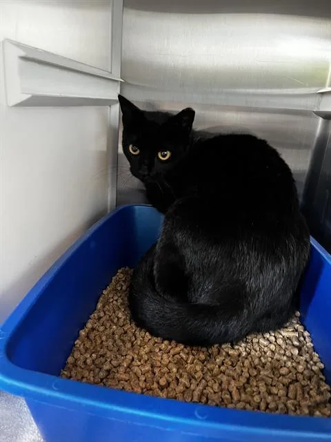 A young small-sized female Domestic Short Hair cat named Umbreon for adoption in Pearland, TX