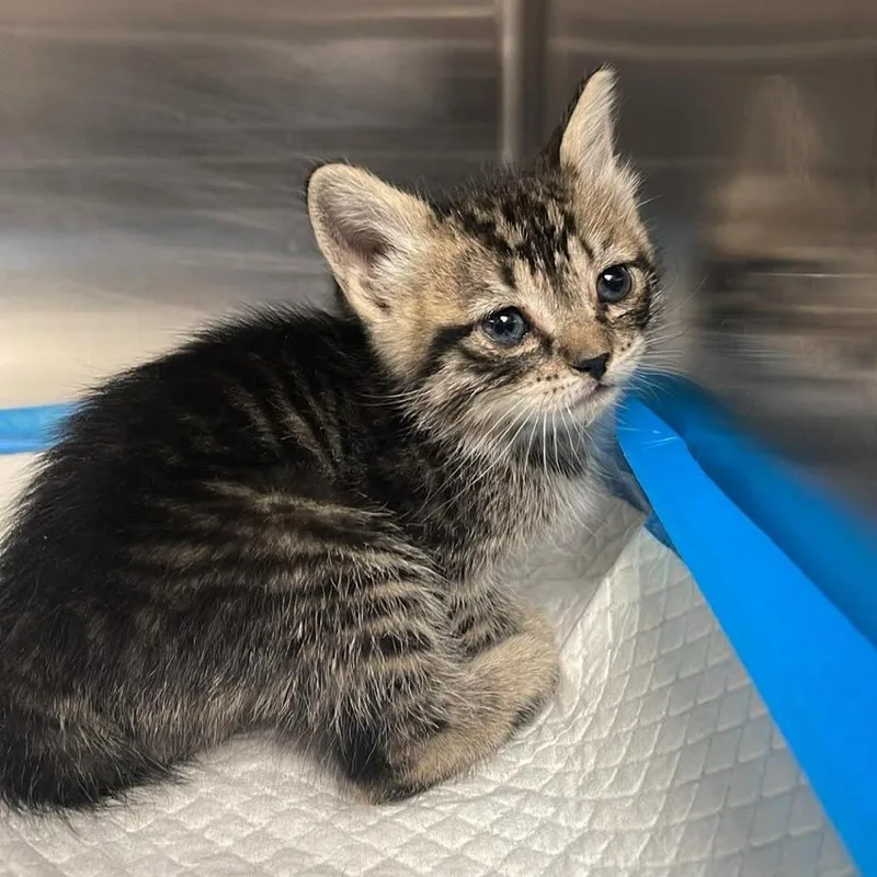 A baby small-sized female Brown / Chocolate Domestic Short Hair cat named Alakazam for adoption in Fort Collins, CO