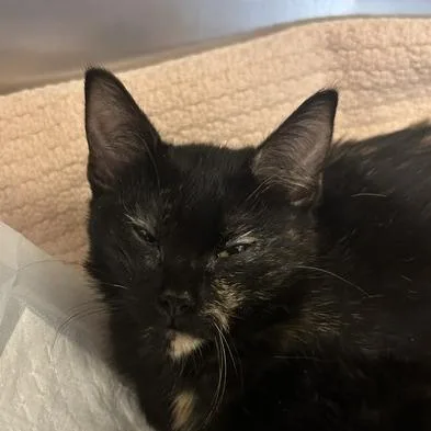 A baby small-sized female Black Domestic Short Hair cat named Simone for adoption in Durango, CO