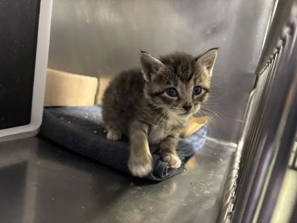 A baby small-sized female Domestic Short Hair cat named Agnes for adoption in Ridgewood, NY