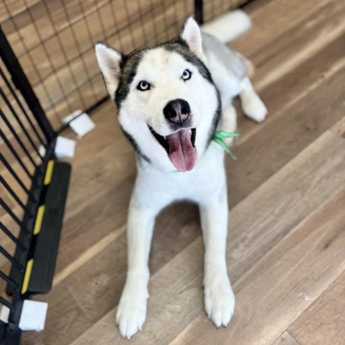 An adult large-sized male White / Cream Husky dog named Wolfe for adoption in Long Beach, CA