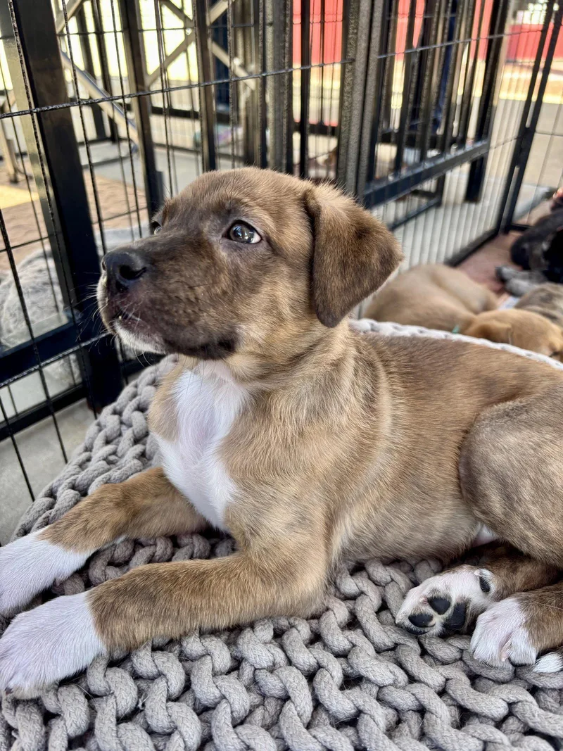 Rosemary thumbnail 2