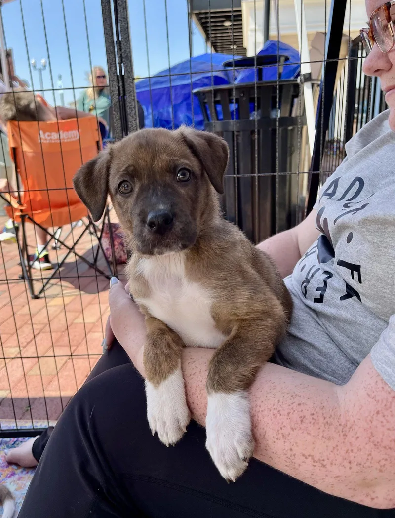 Rosemary thumbnail 3