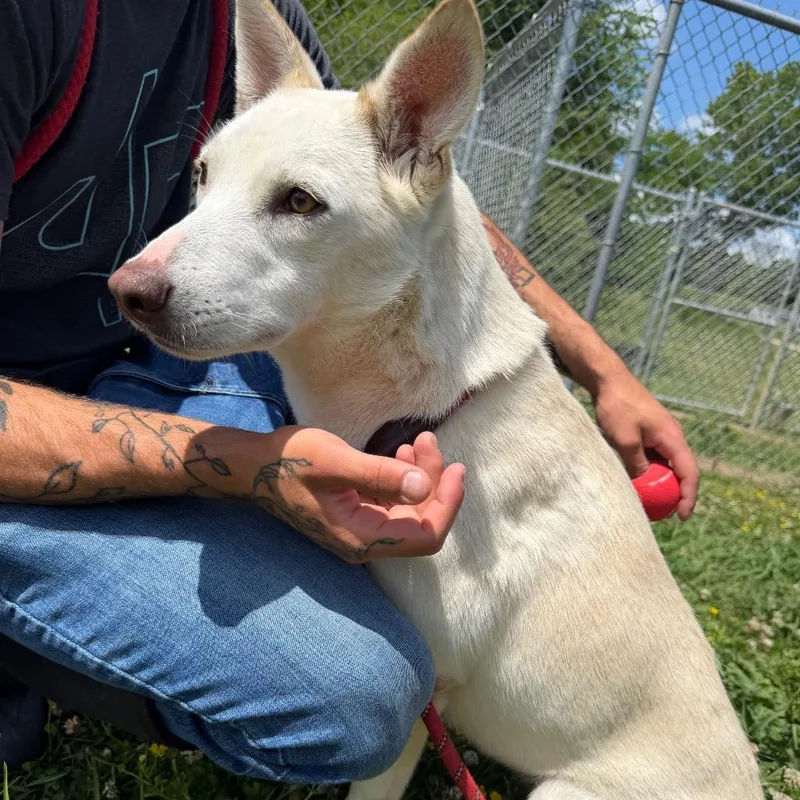 An adult medium-sized female Yellow / Tan / Blond / Fawn Mixed Breed dog named Balua for adoption in Columbiana, AL