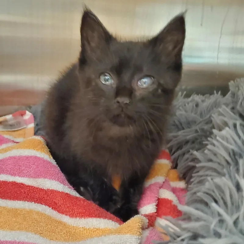 A baby small-sized male Black Domestic Short Hair cat named Baby Bagheera for adoption in Chattanooga, TN